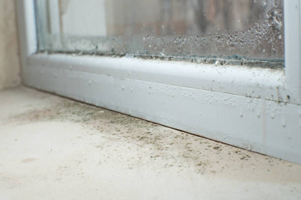 South Holland, IL Mold Removal Company